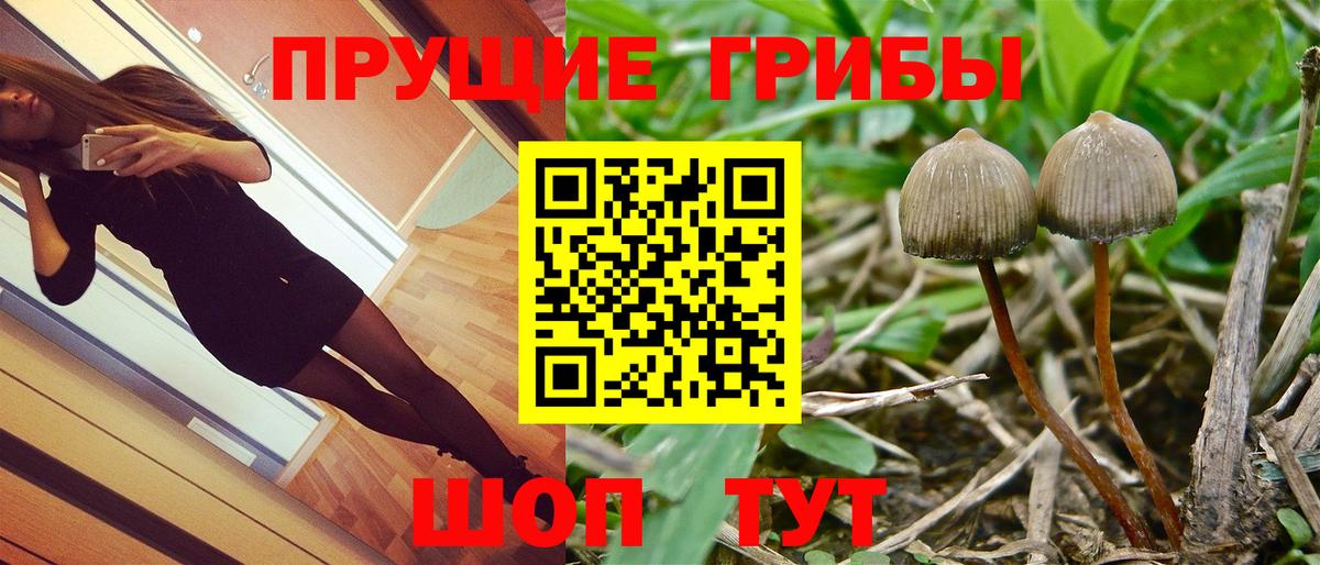 Галлюциногенные грибы Psilocybe Кинель